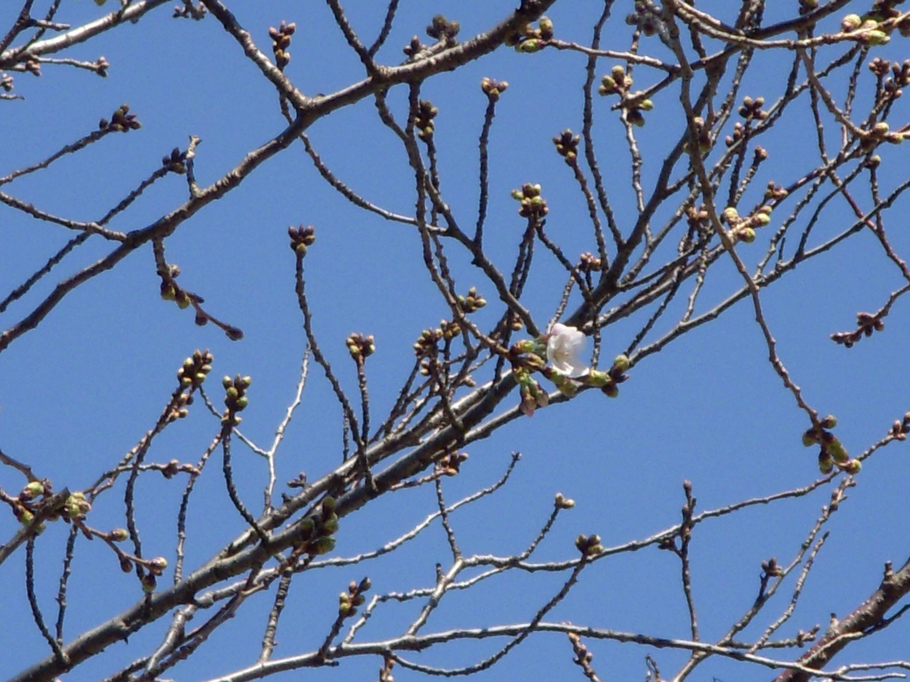 馬場花木園桜開花情報【3月15日】の写真