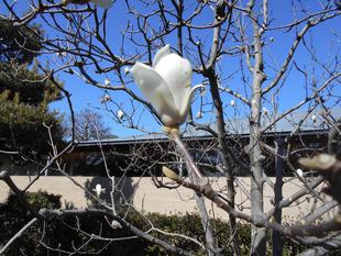 ハクモクレンの花が咲きました。