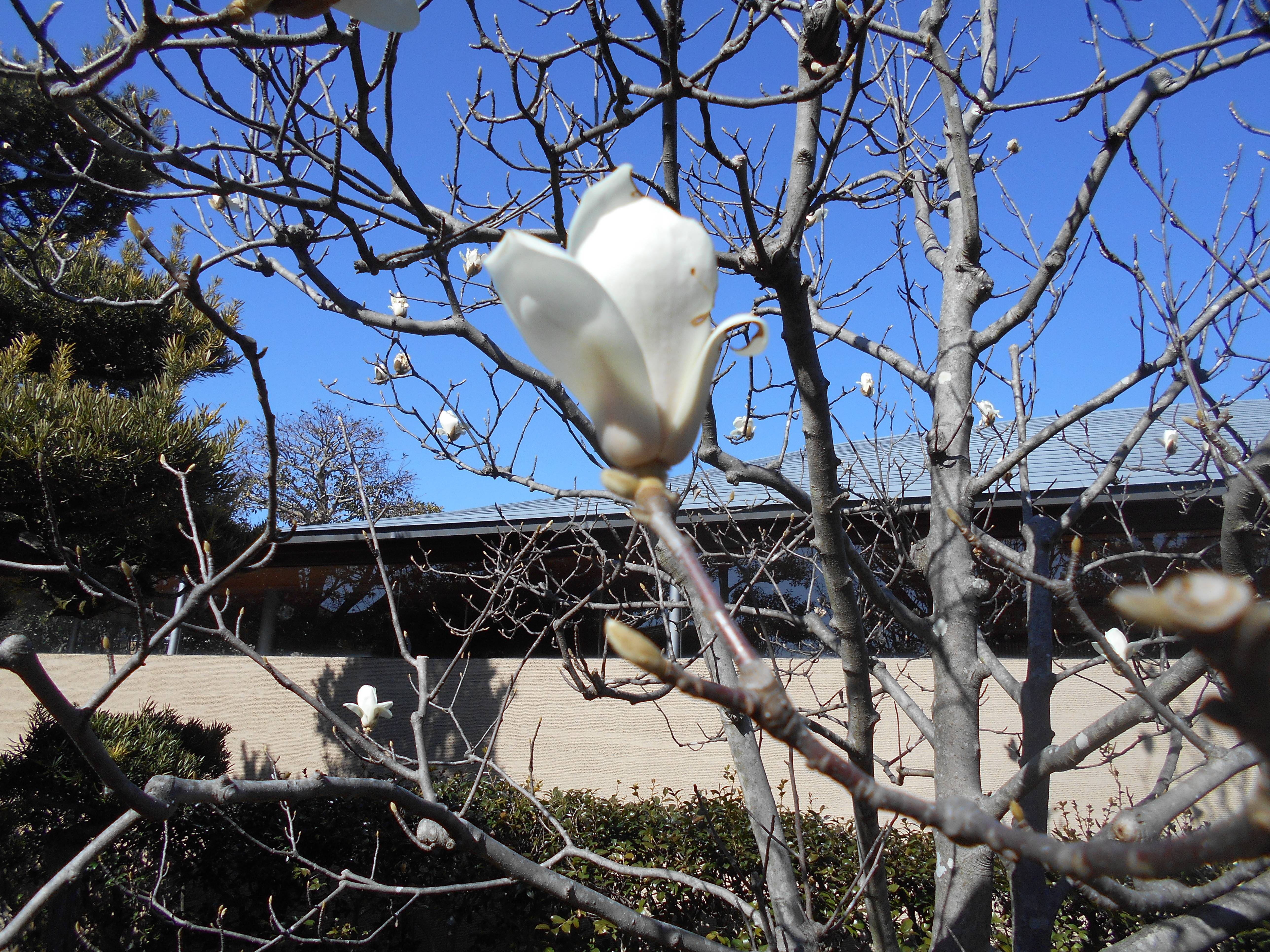 ハクモクレンの花が咲きました。の写真