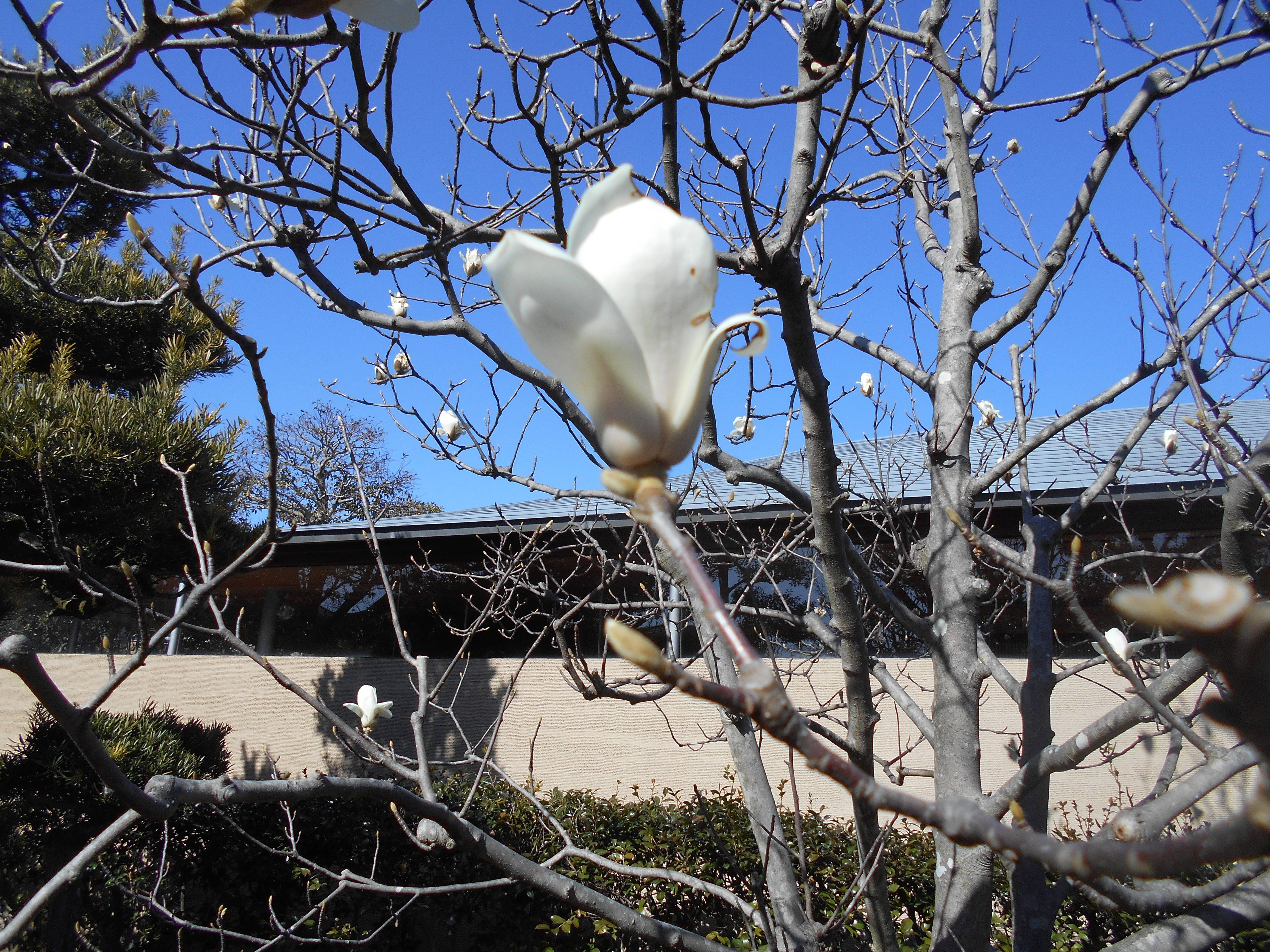 ハクモクレンの花が咲きました ブログ 馬場花木園公式サイト 公益財団法人 横浜市緑の協会