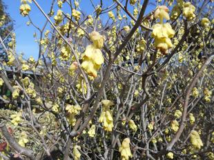 トサミズキが咲いています。