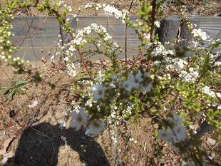 ユキヤナギが咲いています。