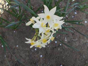 スイセンの花が咲いています。