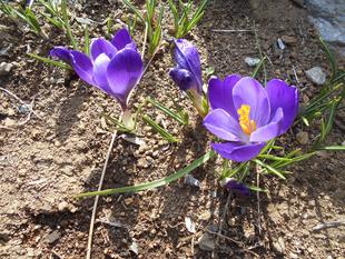 クロッカスが咲いています。