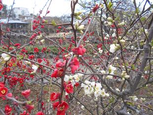 ボケの花が鮮やかです。
