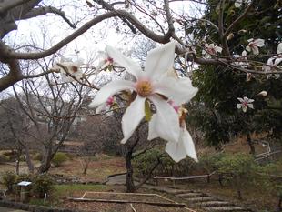 コブシの花が咲いています。