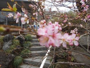 一重庭桜が咲いています。
