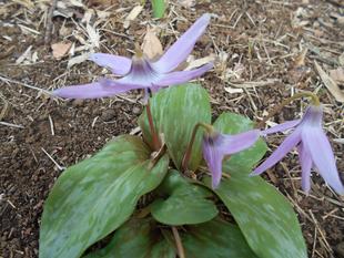 カタクリが咲いています。