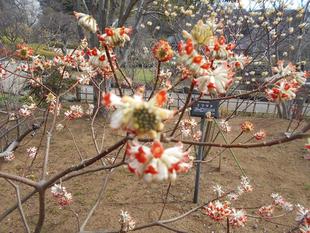 ミツマタの花が咲いています。