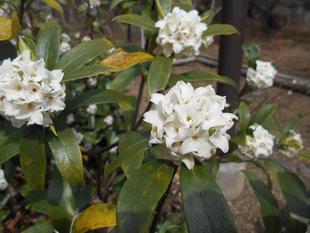 沈丁花が咲いています。