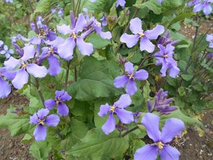 ムラサキハナナが咲いています。