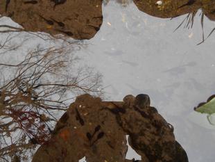 オタマジャクシがいっぱい