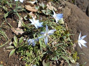 ハナニラが咲いています。