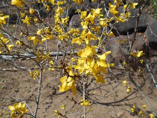 レンギョウが咲いています。