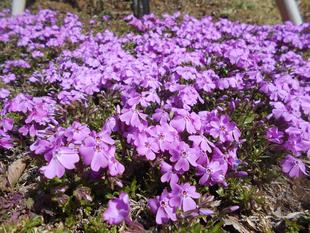 シバザクラが咲いています。