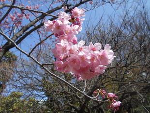 ヨコハマヒザクラが満開です。