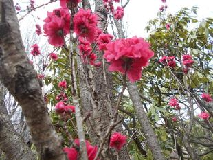 ハナモモが咲いています。