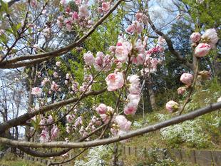 ゲンペイハナモモが咲いています。