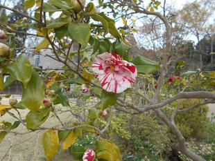 岩根絞りのツバキが咲いています。