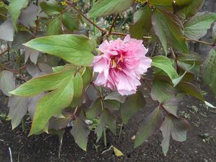 牡丹の花が早くも咲き始めました。
