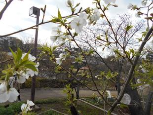 オオシマザクラが咲いています。