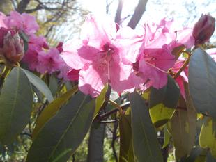 シャクナゲの花が鮮やかです。