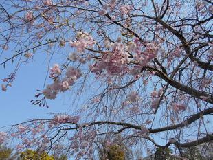 シダレザクラが満開です。