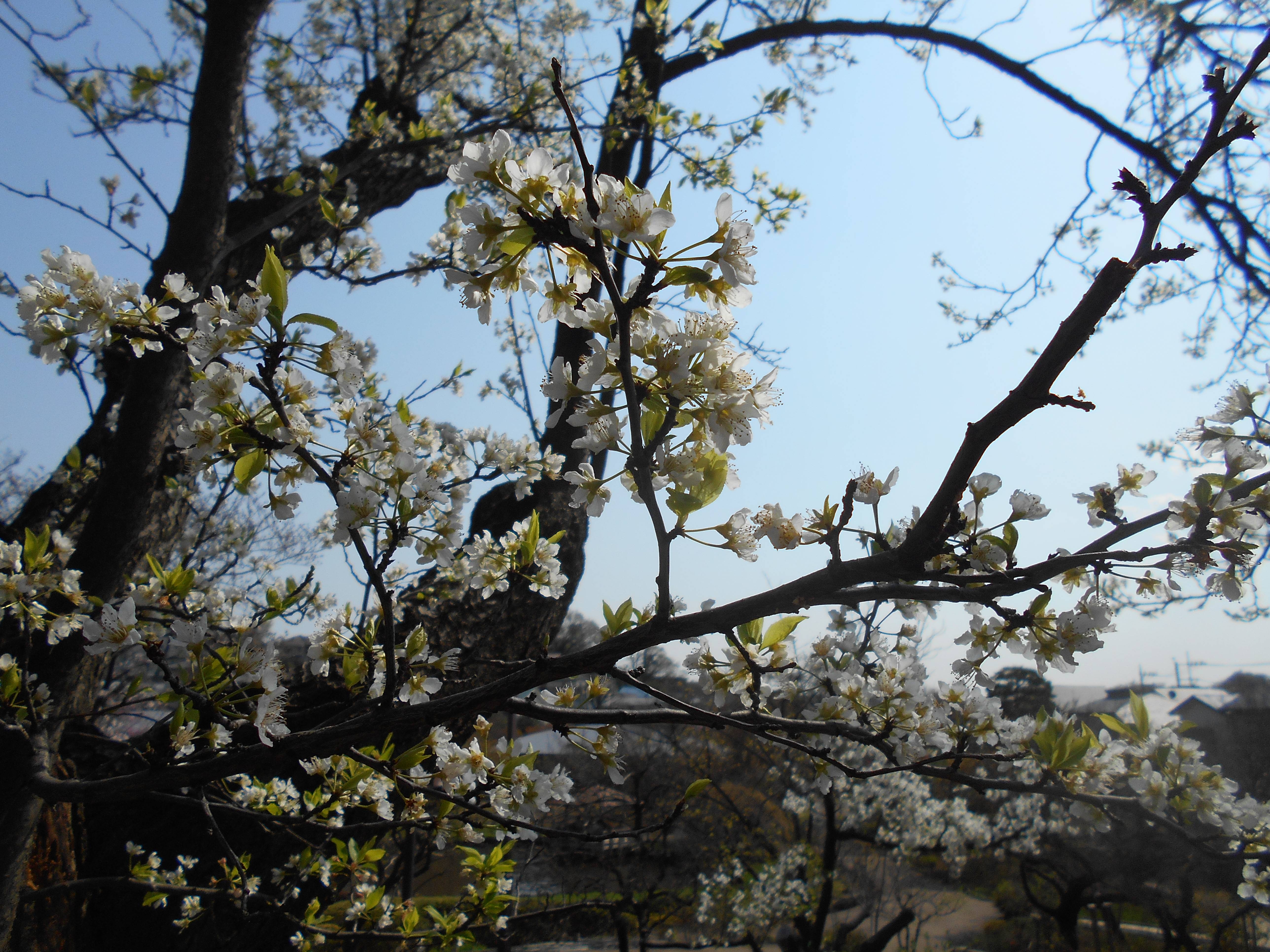 スモモの花が咲いています ブログ 馬場花木園公式サイト 公益財団法人 横浜市緑の協会