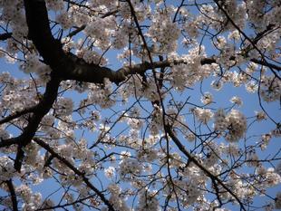馬場花木園桜開花情報【3月27日】