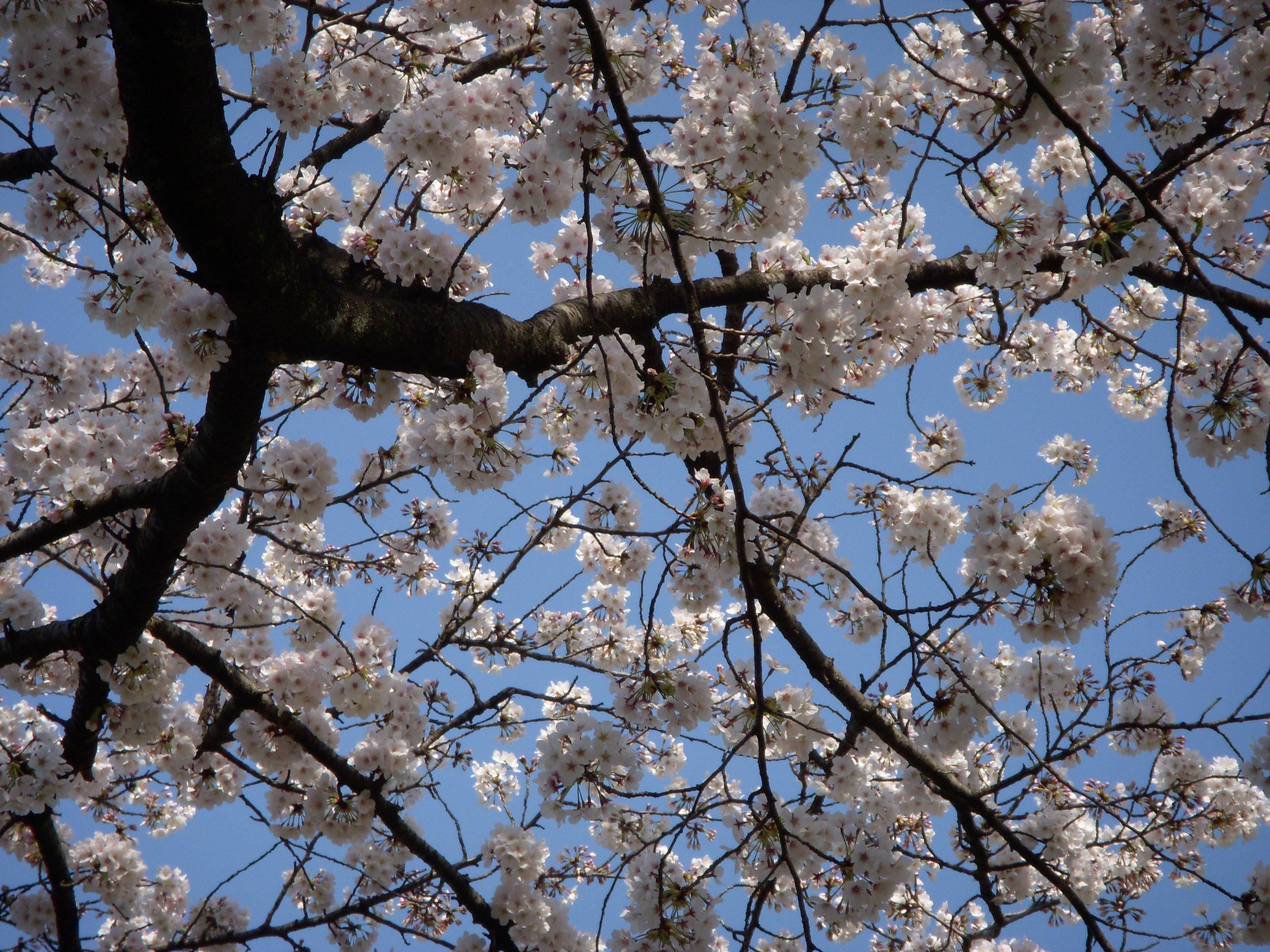 馬場花木園桜開花情報【3月27日】の写真