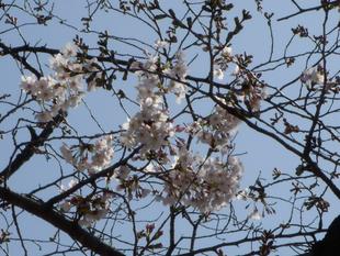 馬場花木園桜開花情報【3月18日】