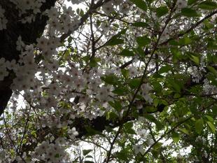 馬場花木園桜開花情報【3月30日】