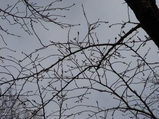 馬場花木園桜開花情報【3月9日】