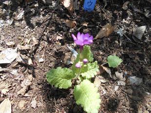 サクラソウが咲いています。