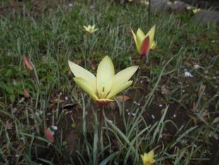 チューリップとその原種が咲いています。