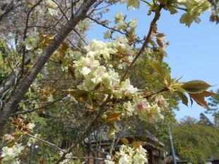 ウコンザクラも開花しました！