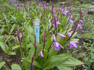 シランが咲いています。