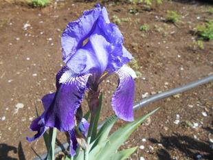 イチハツの花が咲いています。