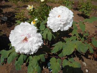 ボタンの花が次々と咲き始めました。