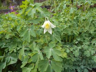 西洋オダマキが咲き始めました。