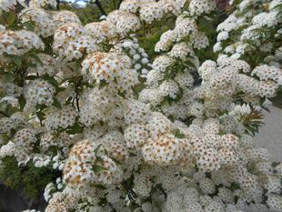 コデマリの花が満開です。