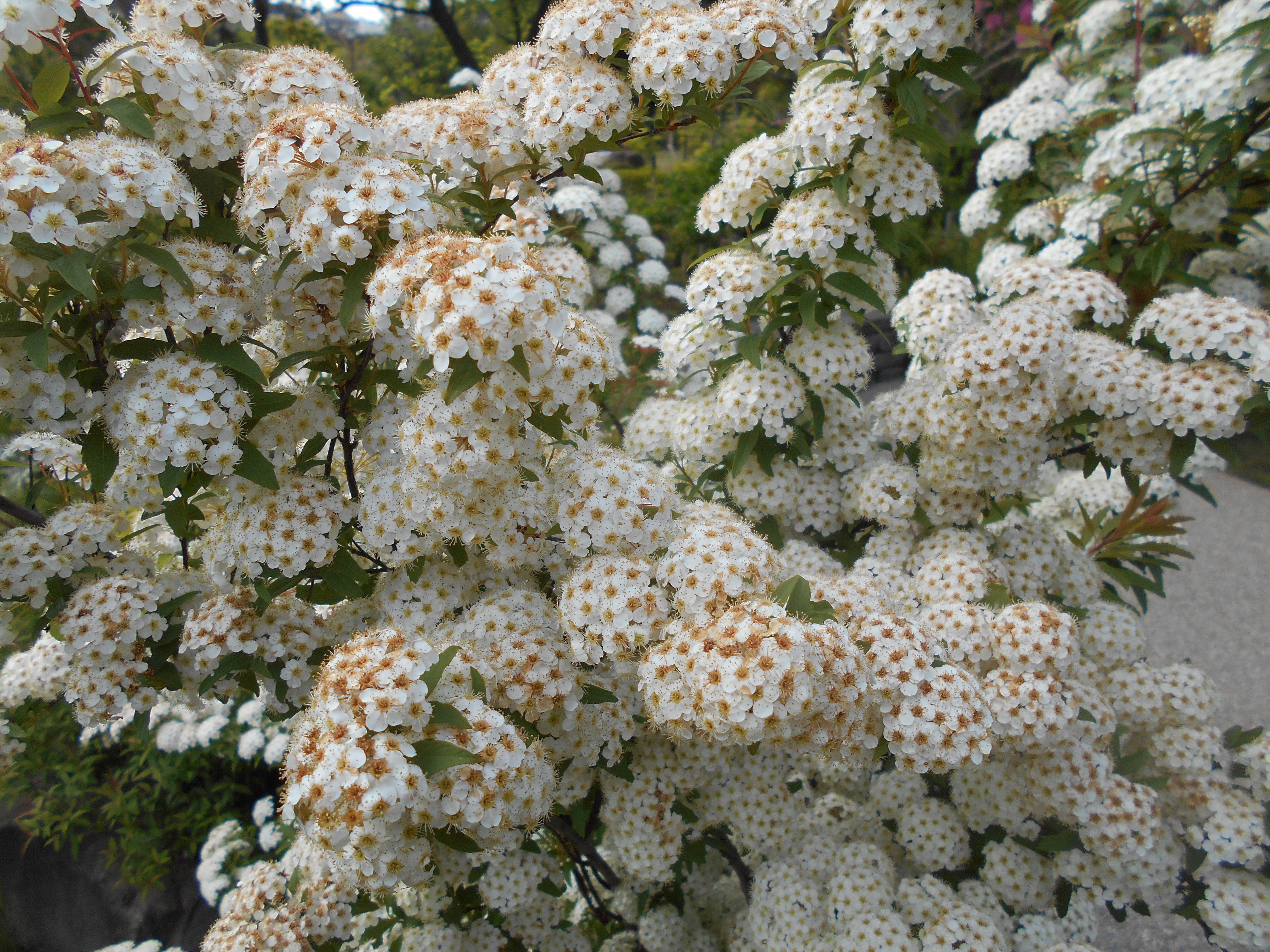 コデマリの花が満開です。の写真