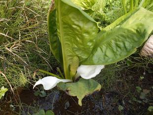 ミズバショウが咲いています。