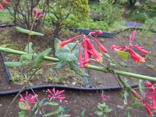 ツキヌキニンドウが咲いています。