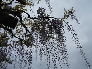 藤の花が咲き始めました。