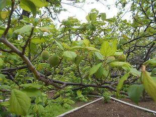 ウメの実がなりはじめました。