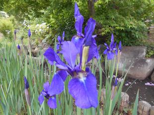 菖蒲が咲き始めました。