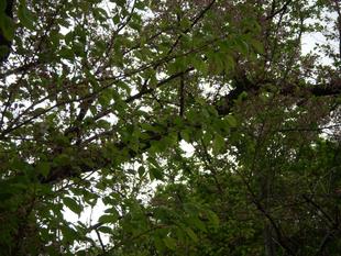 馬場花木園桜開花情報【4月2日】