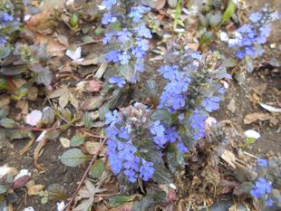 西洋十二単が咲いています。