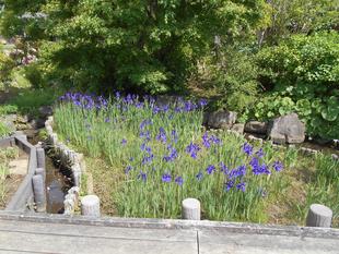 菖蒲の花が咲いています。